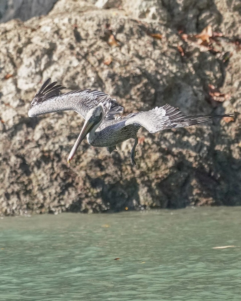 Brown Pelican - ML620821578