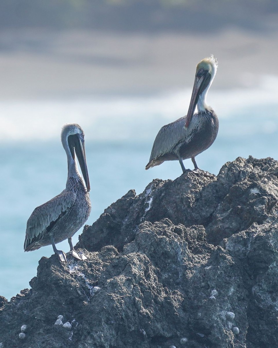 Brown Pelican - ML620821579