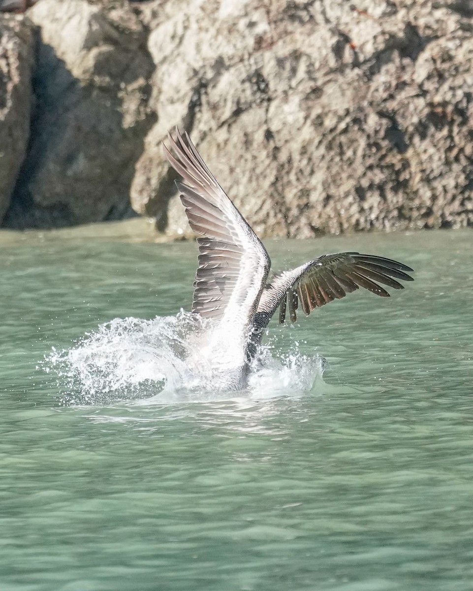 Brown Pelican - ML620821580