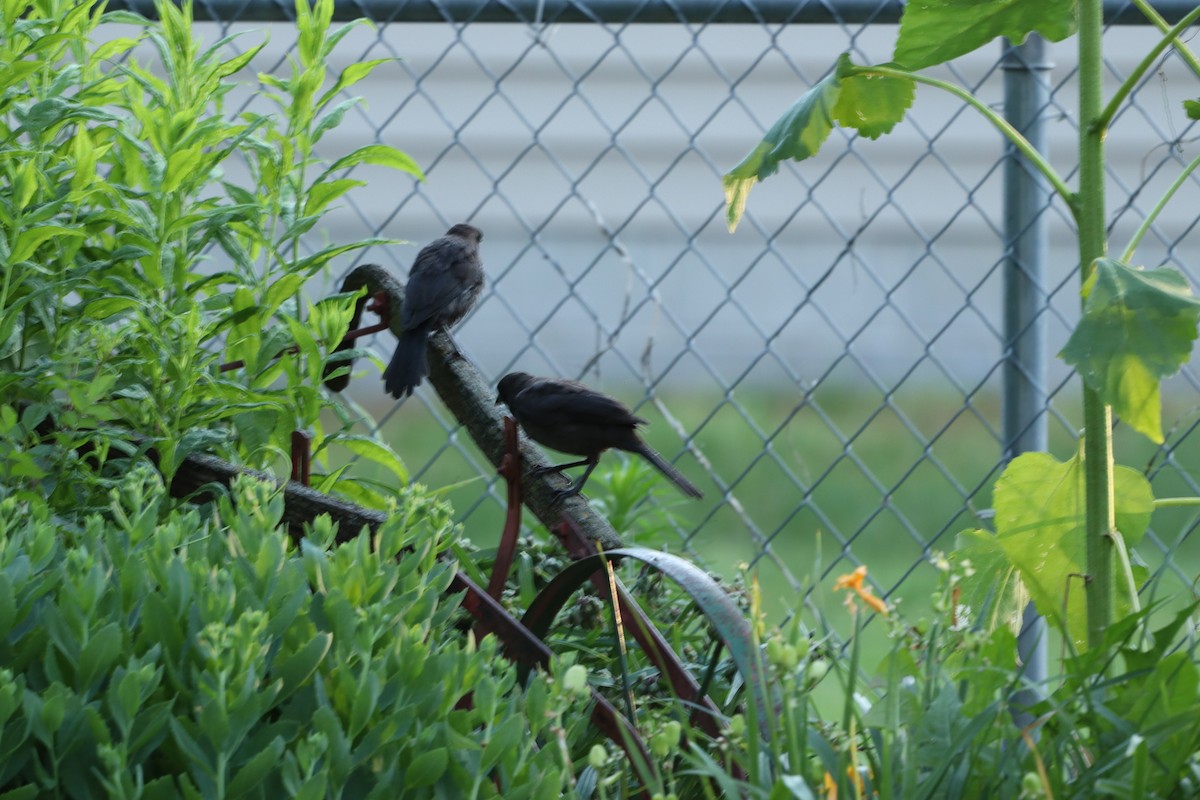 Common Grackle - ML620821587