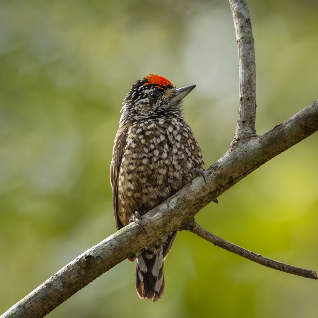 White-wedged Piculet - ML620821588