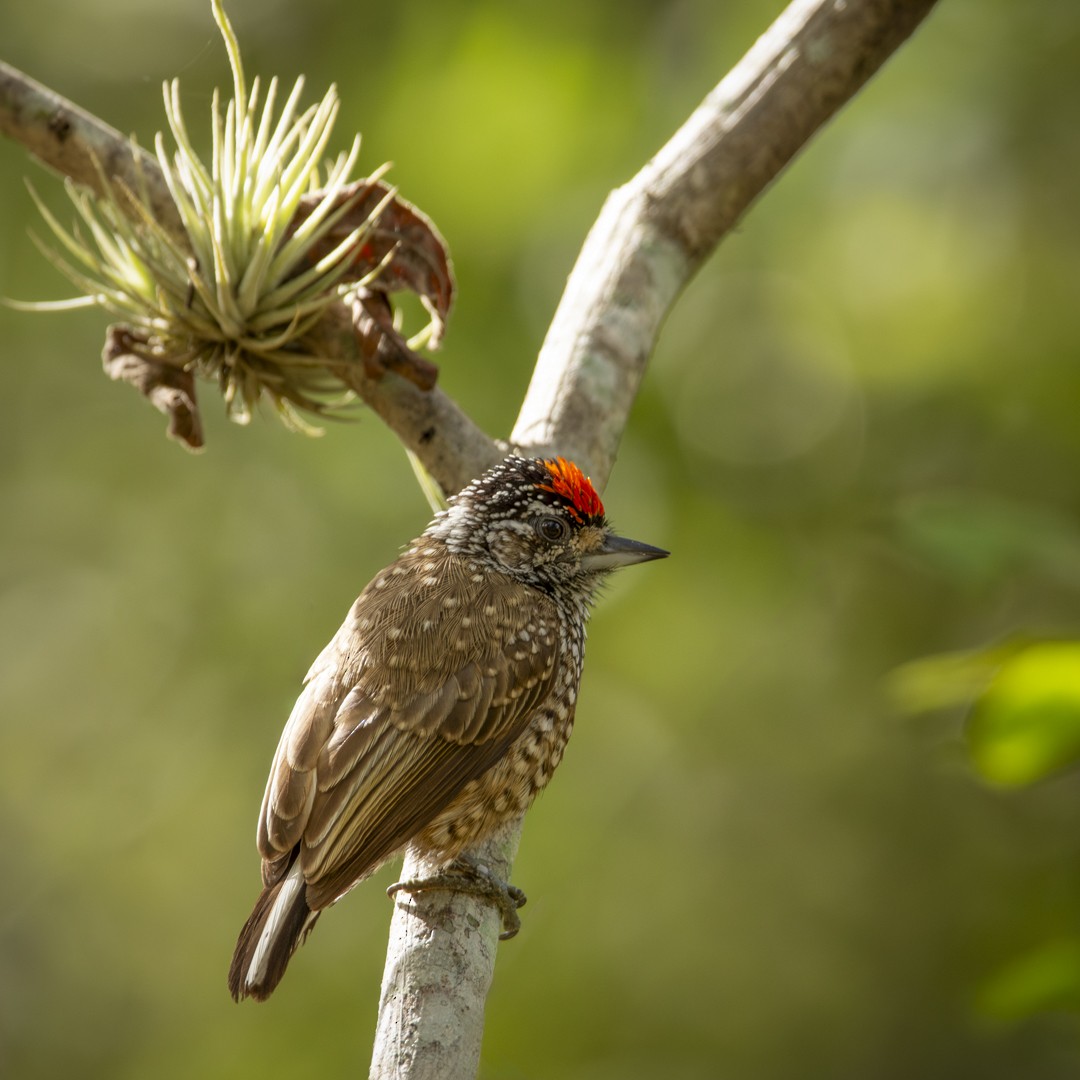 White-wedged Piculet - ML620821589