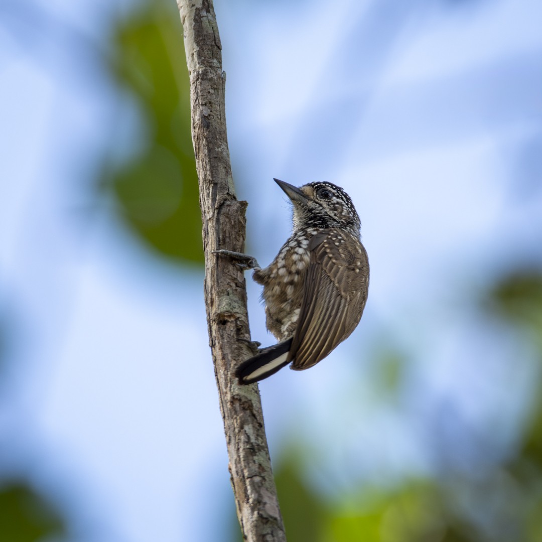 White-wedged Piculet - ML620821590