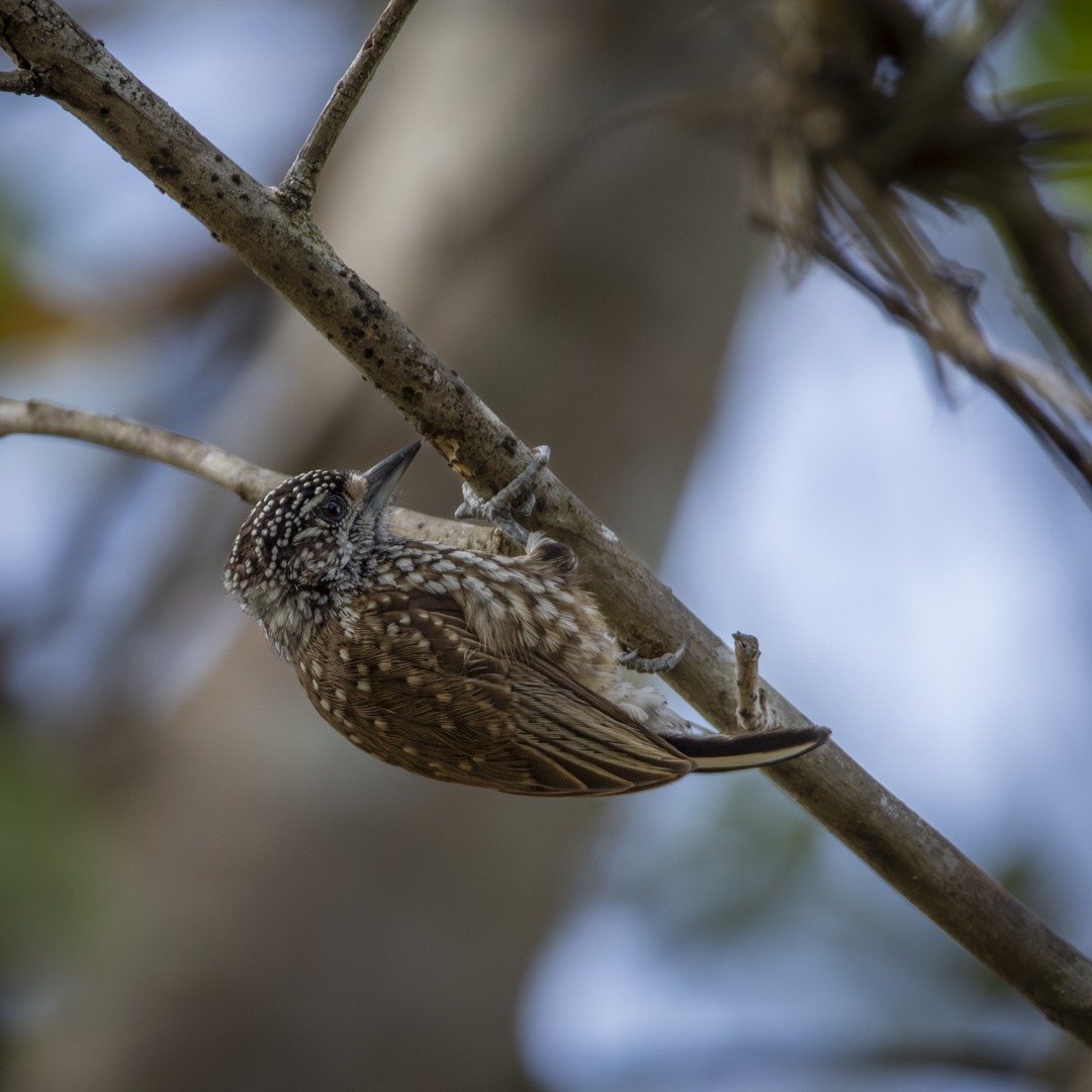 White-wedged Piculet - ML620821591