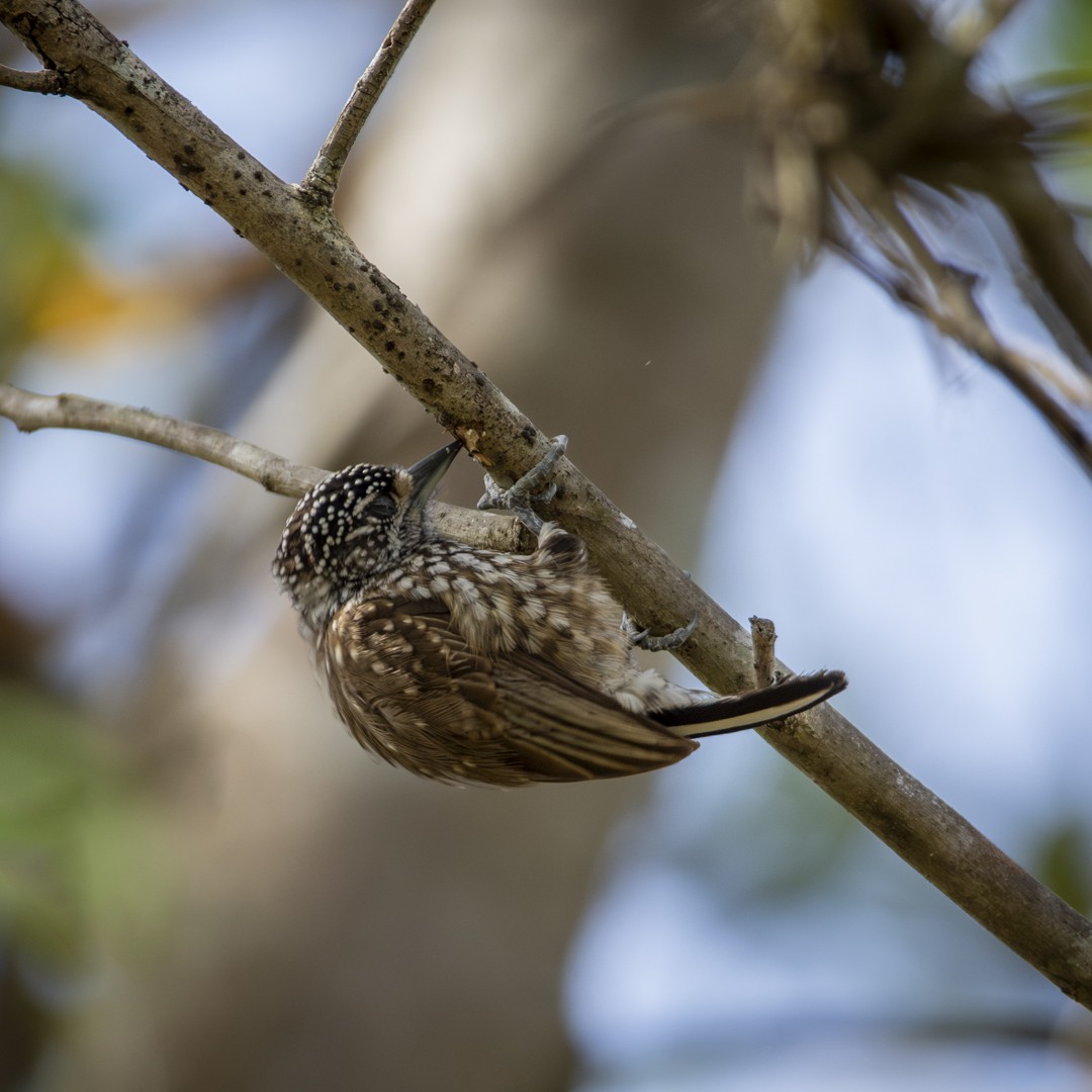 White-wedged Piculet - ML620821592