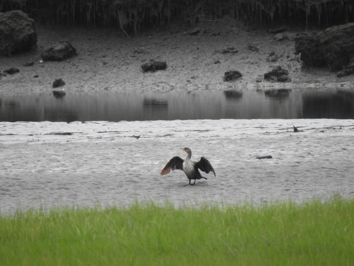 Double-crested Cormorant - ML620821593