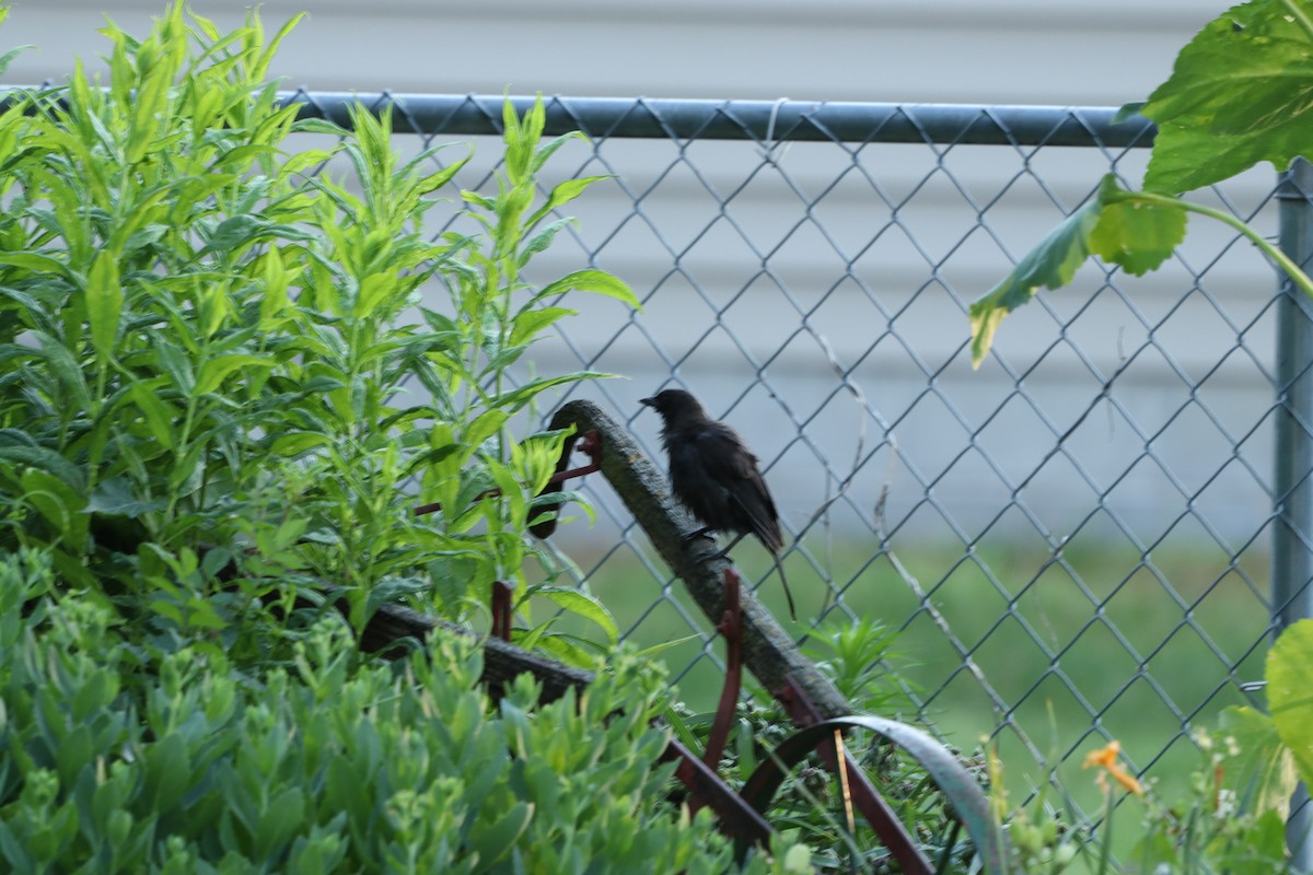 Common Grackle - ML620821594