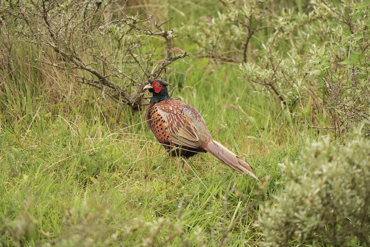 Ring-necked Pheasant - ML620821598