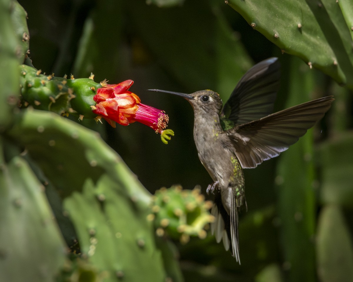 Outcrop Sabrewing - ML620821600