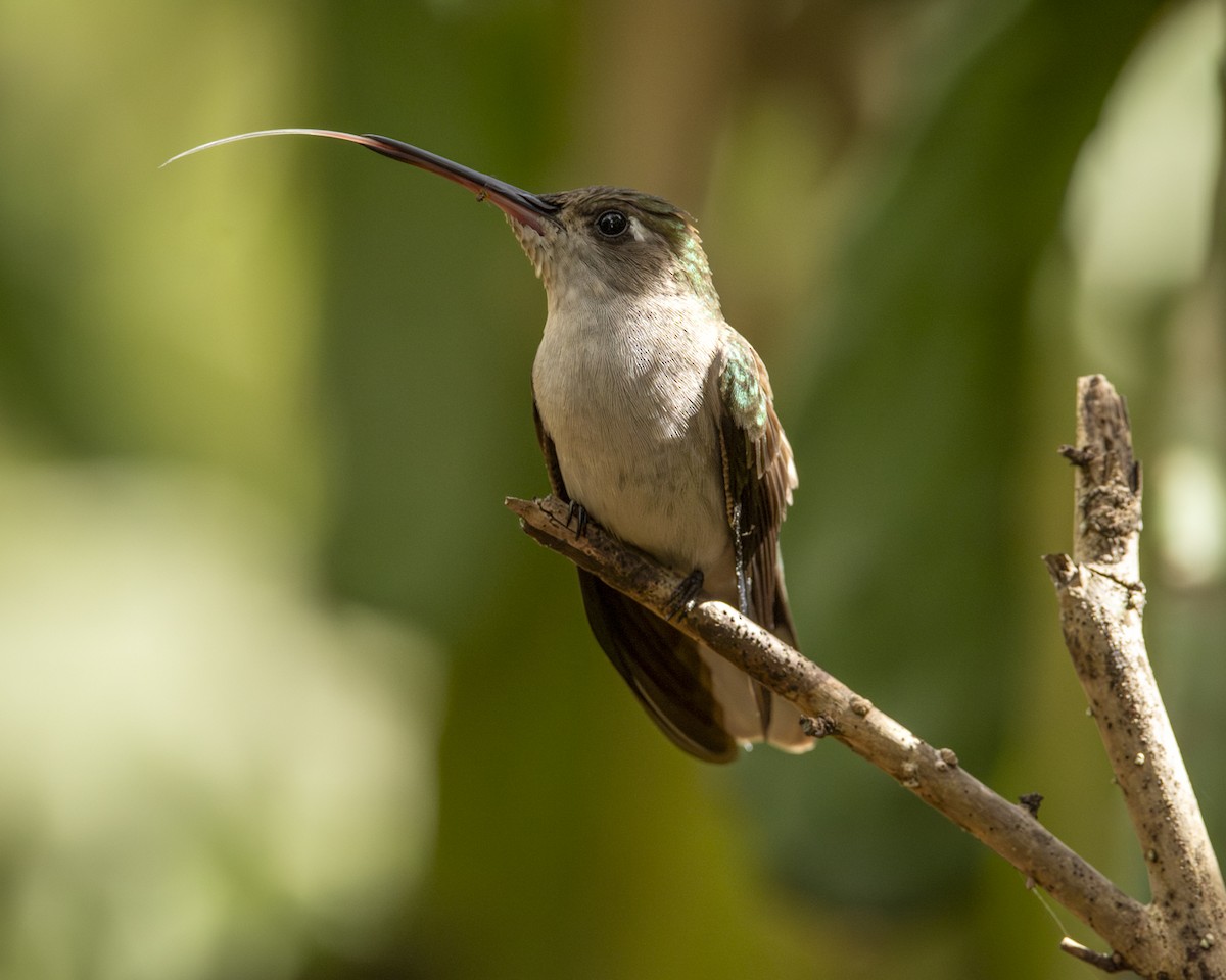 Outcrop Sabrewing - ML620821602