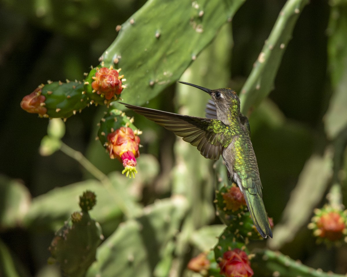 Outcrop Sabrewing - ML620821603