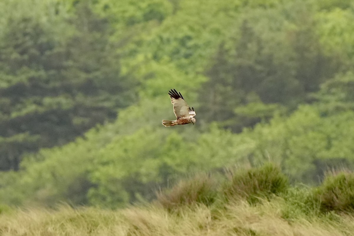 Western Marsh Harrier - ML620821605