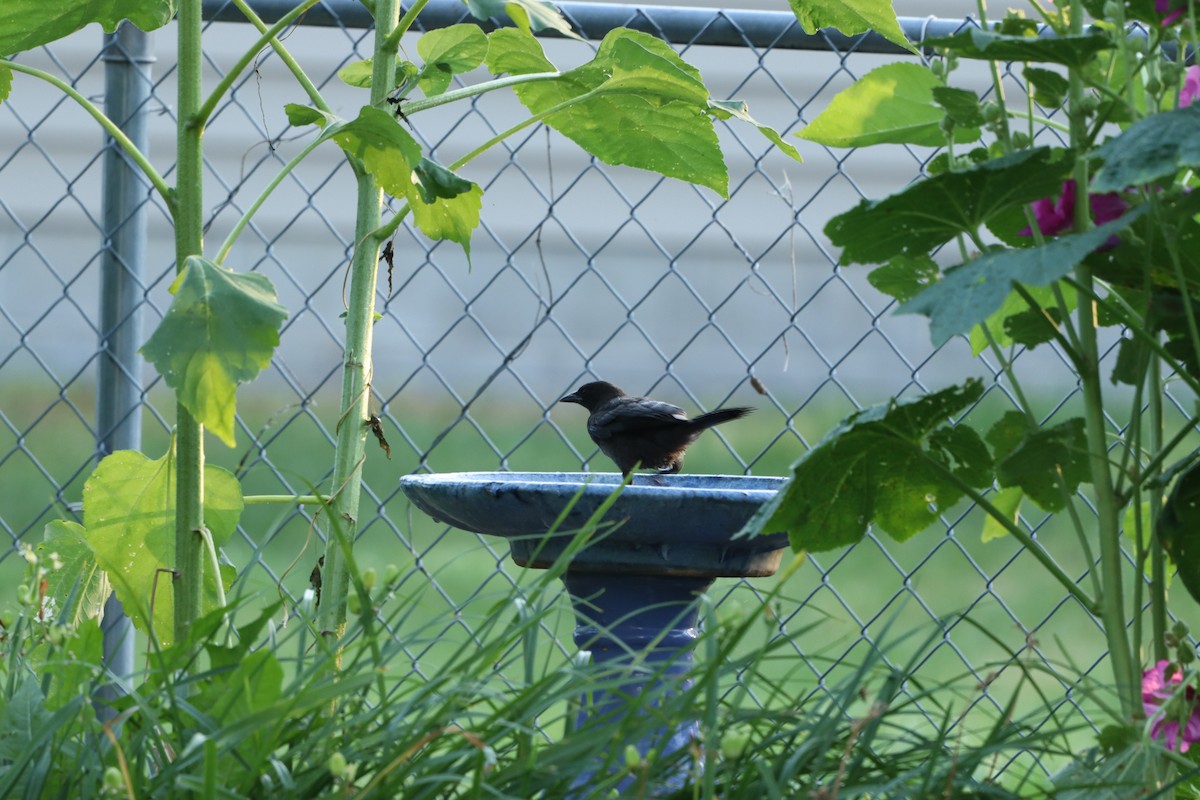 Common Grackle - ML620821607