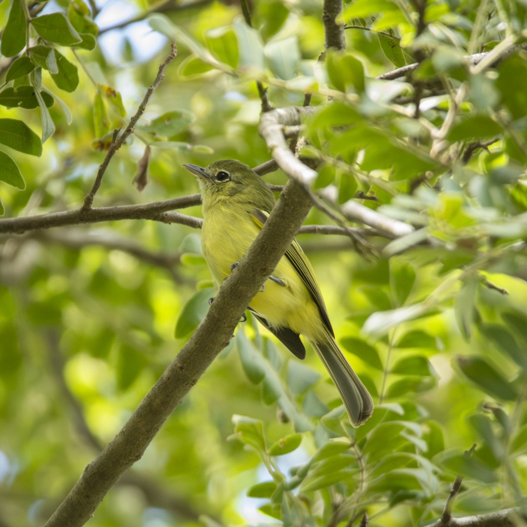 Tyranneau à poitrine jaune - ML620821608