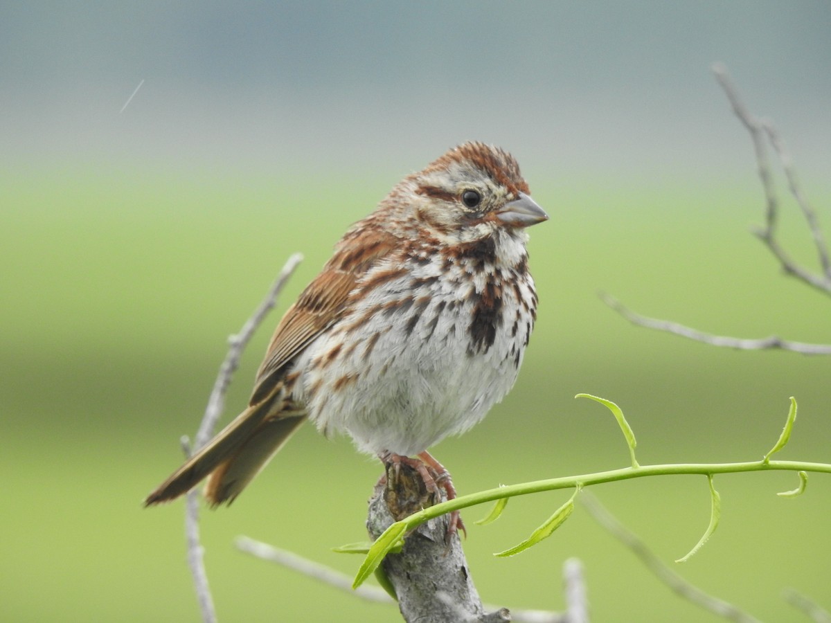 Song Sparrow - ML620821609