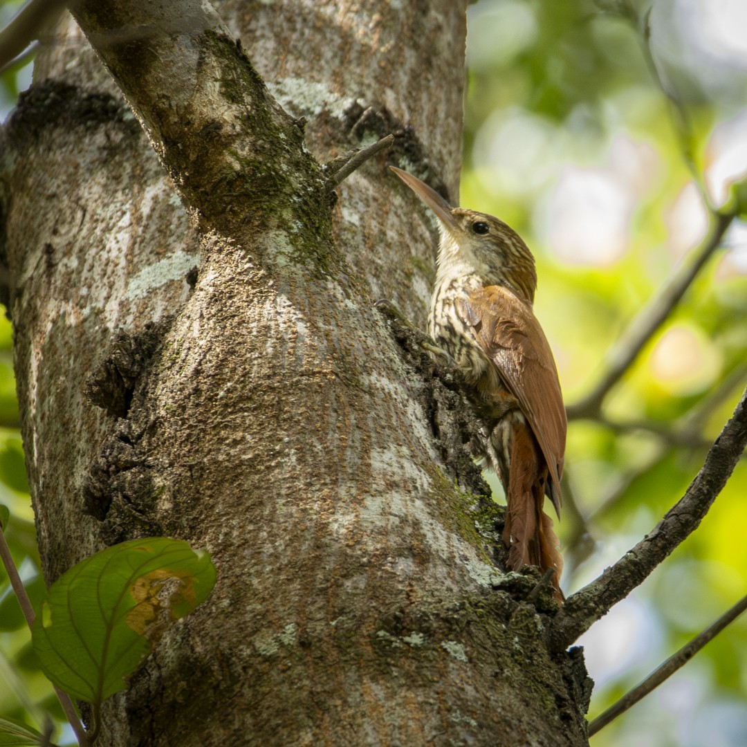 Scaled Woodcreeper - ML620821610