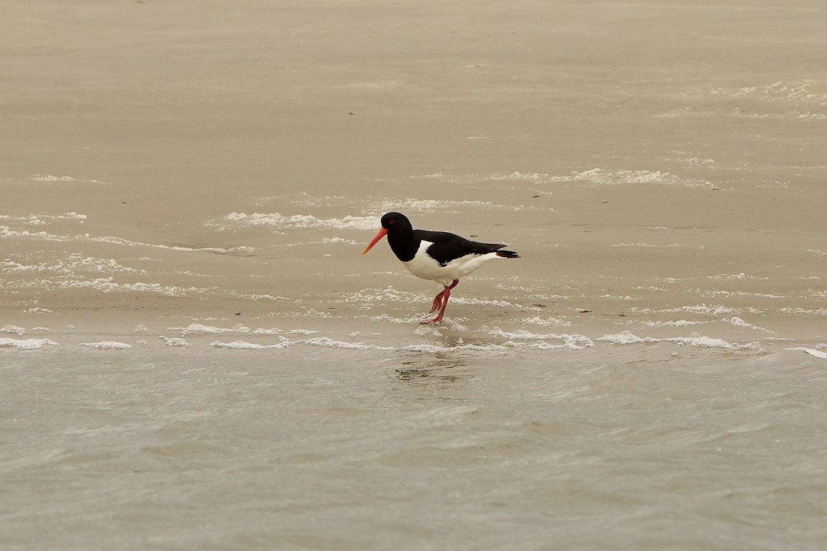 Eurasian Oystercatcher - ML620821611