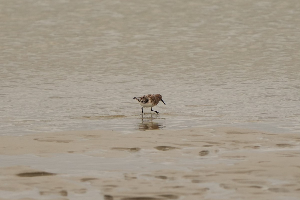 Sanderling - ML620821612