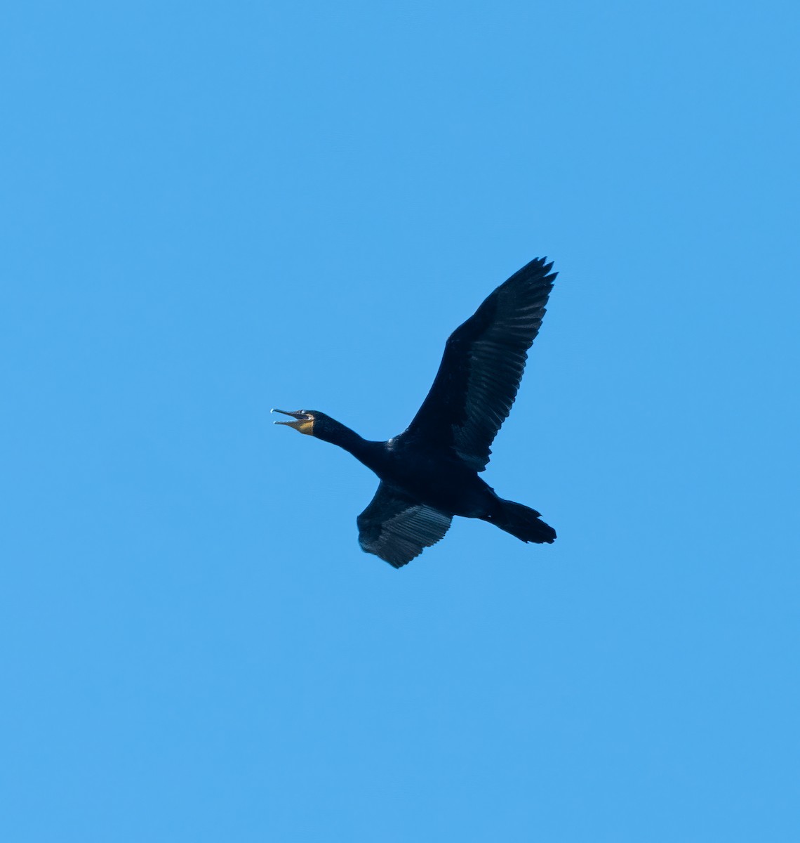 Double-crested Cormorant - ML620821613