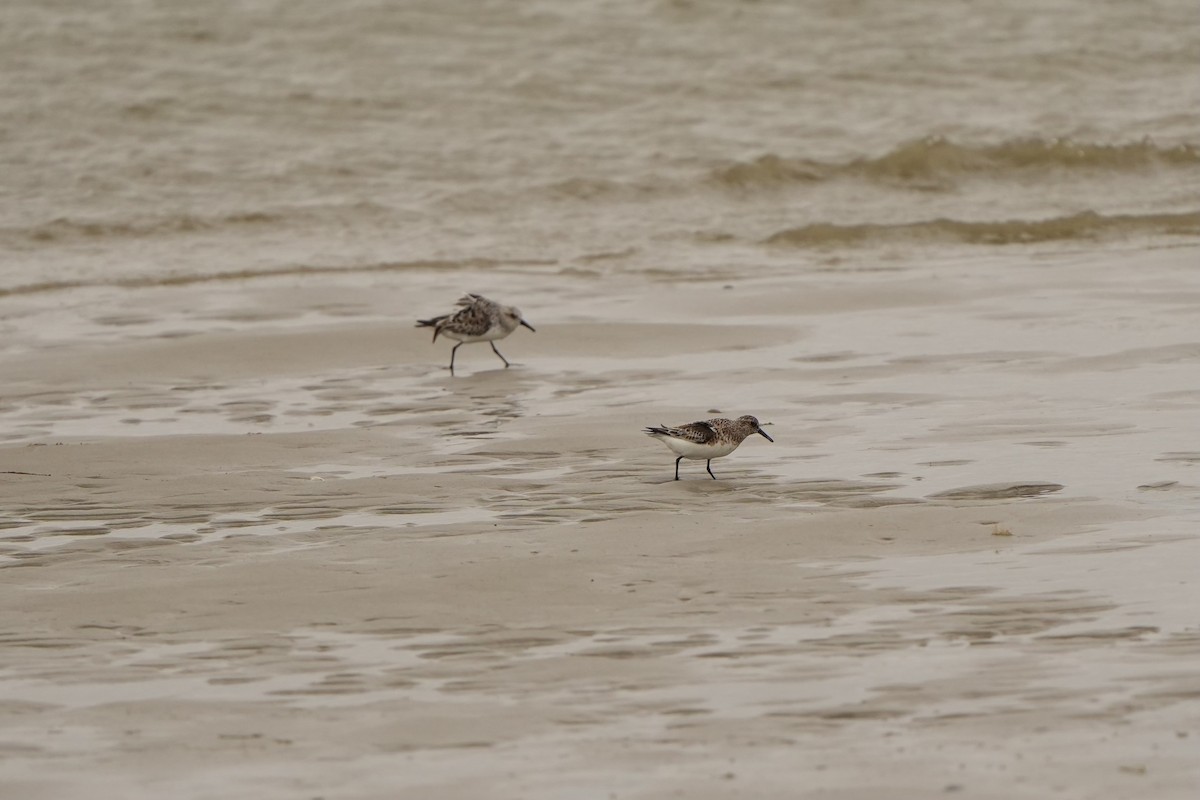 Bécasseau sanderling - ML620821614