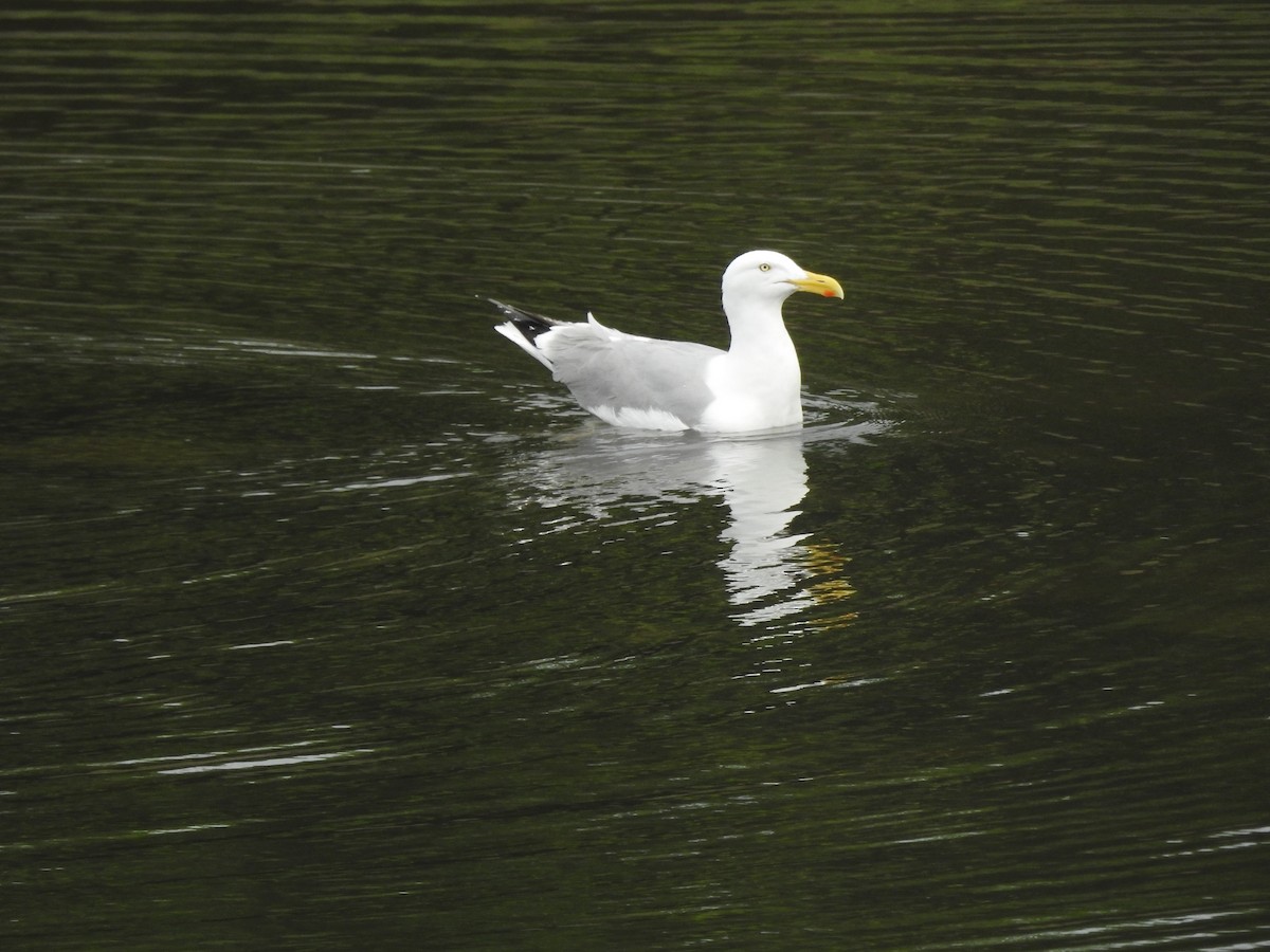 Herring Gull - ML620821615