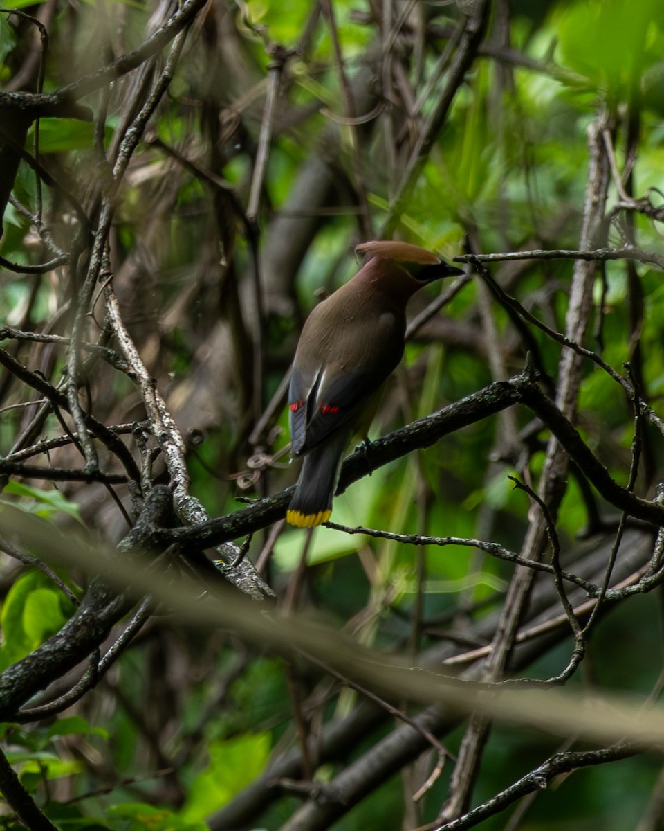 Cedar Waxwing - ML620821616