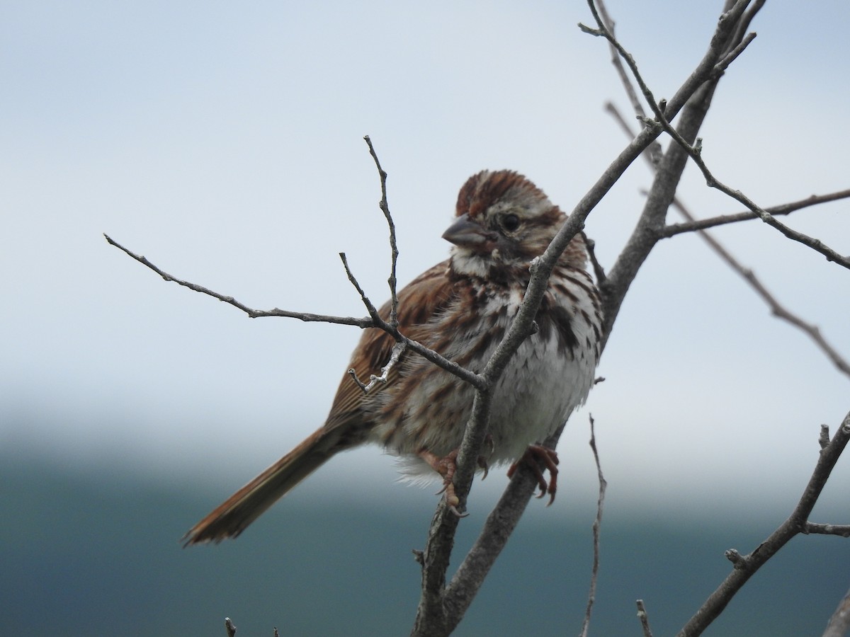 Song Sparrow - Jacques Bélanger