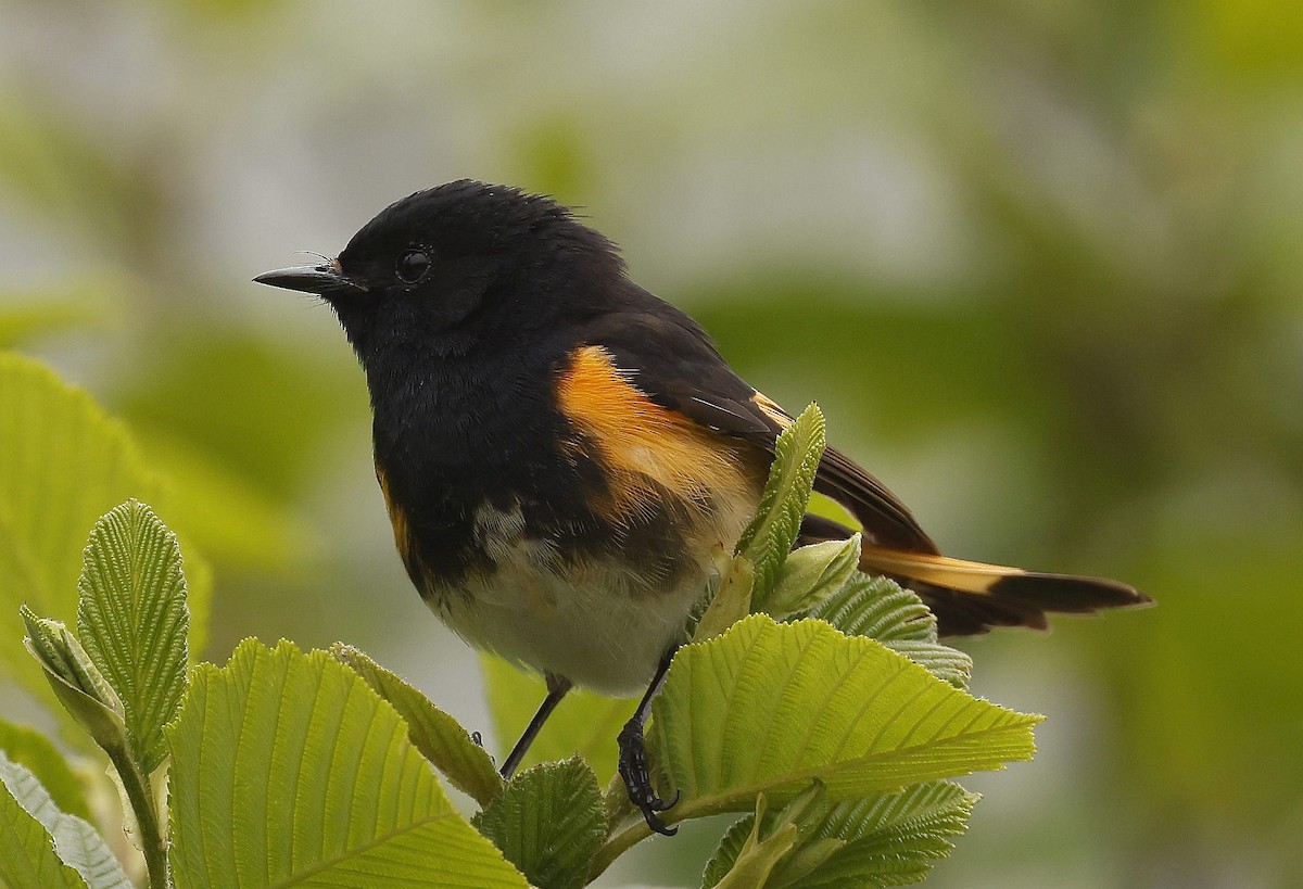 American Redstart - ML620821628