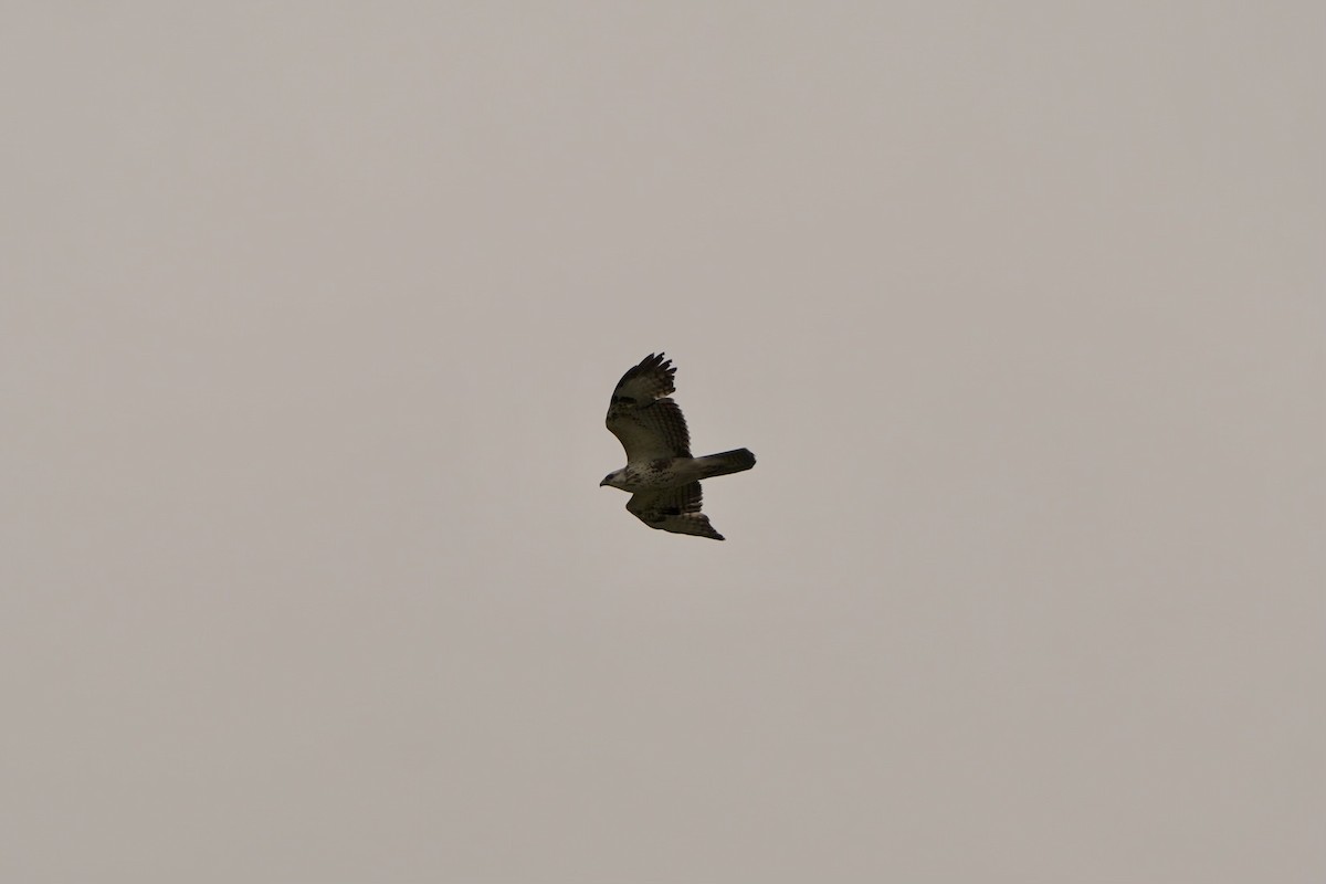 Common Buzzard - Anonymous