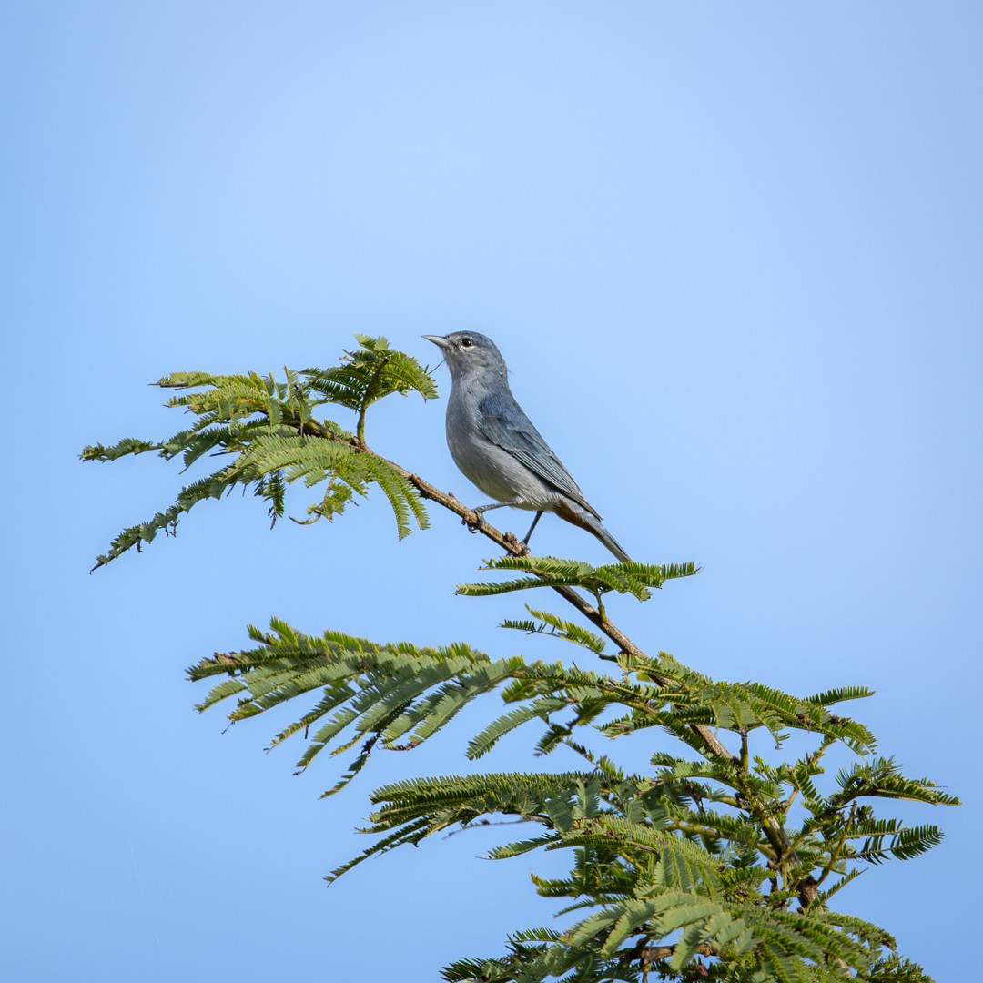 Chestnut-vented Conebill - ML620821635