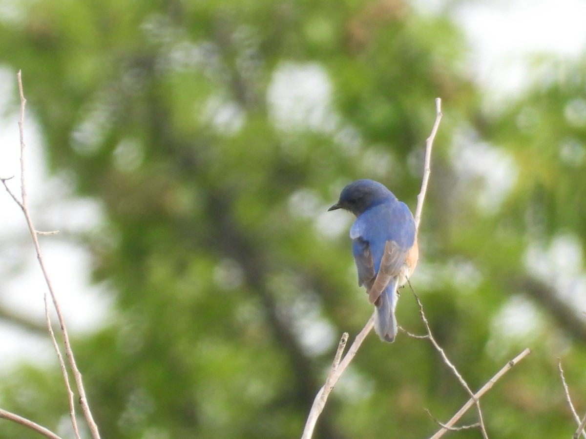 Eastern Bluebird - ML620821636