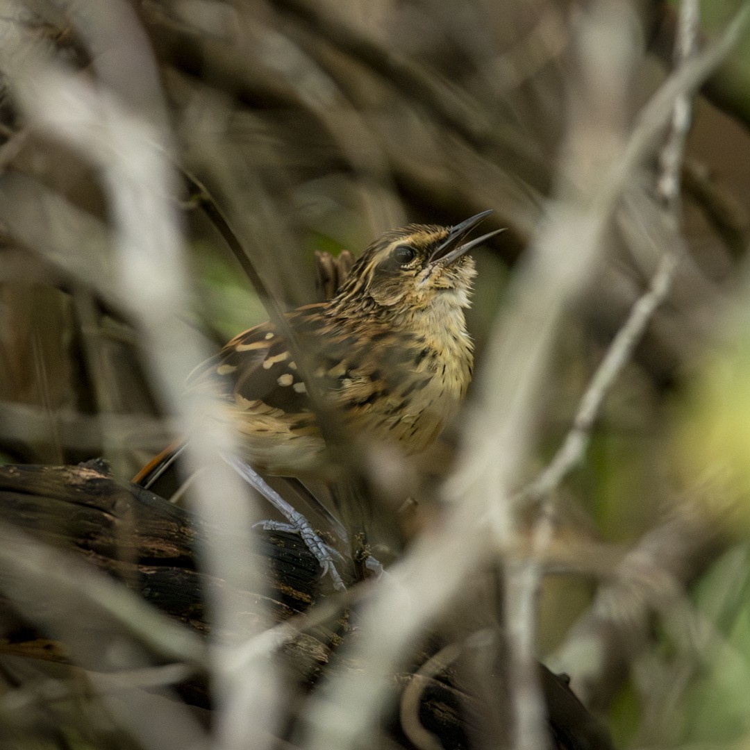 Stripe-backed Antbird - ML620821638