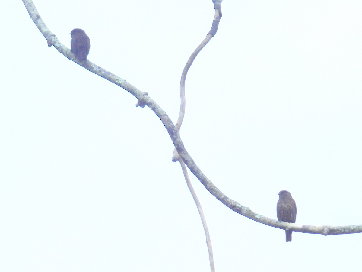 Sooty Flycatcher - ML620821647