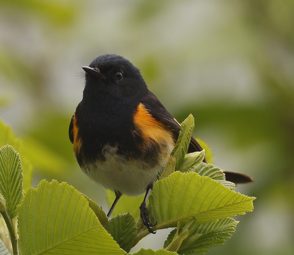 American Redstart - ML620821648