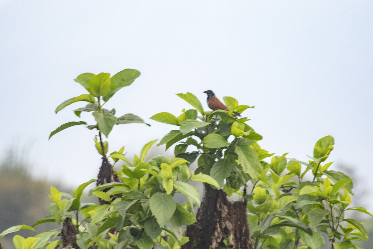 Lesser Coucal - ML620821654