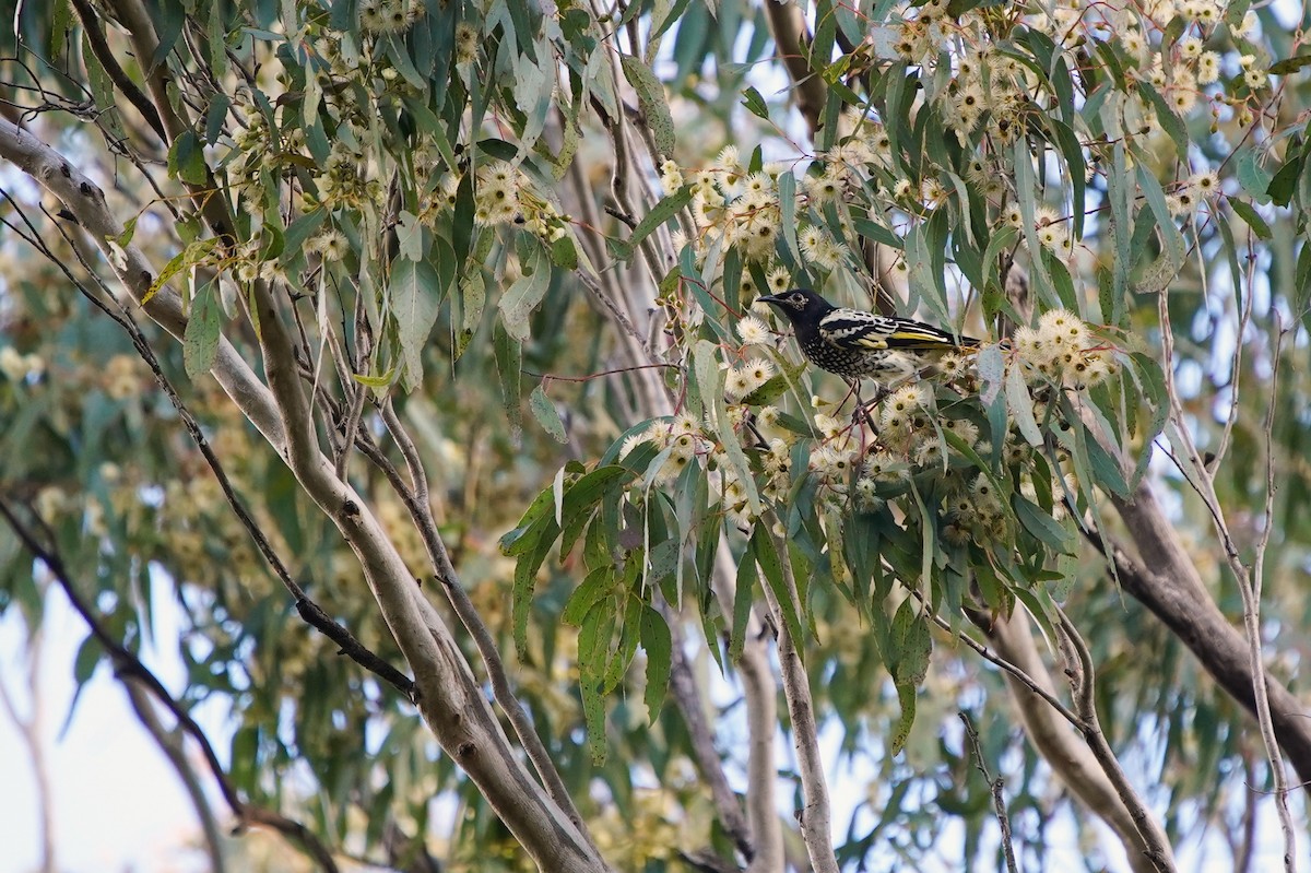 Regent Honeyeater - Sam Lin