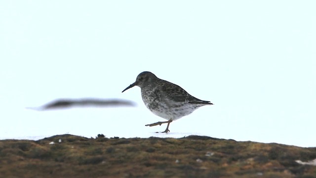 Purple Sandpiper - ML620821671