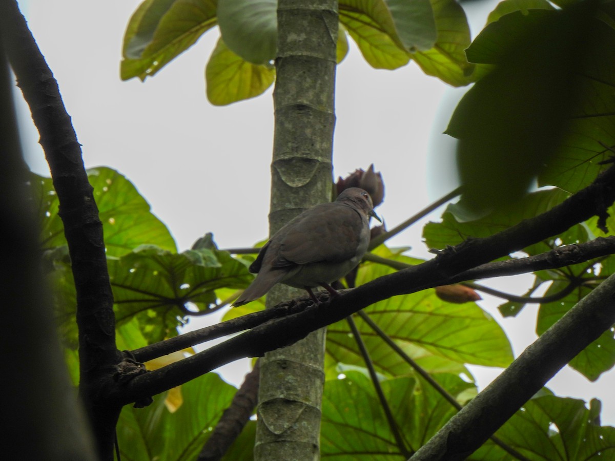 White-tipped Dove - ML620821673