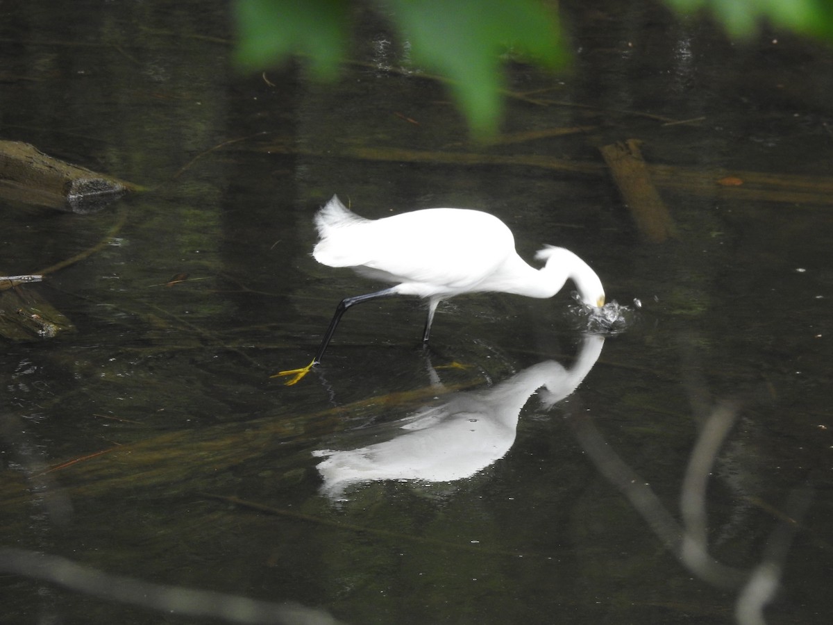 Snowy Egret - Jacques Bélanger