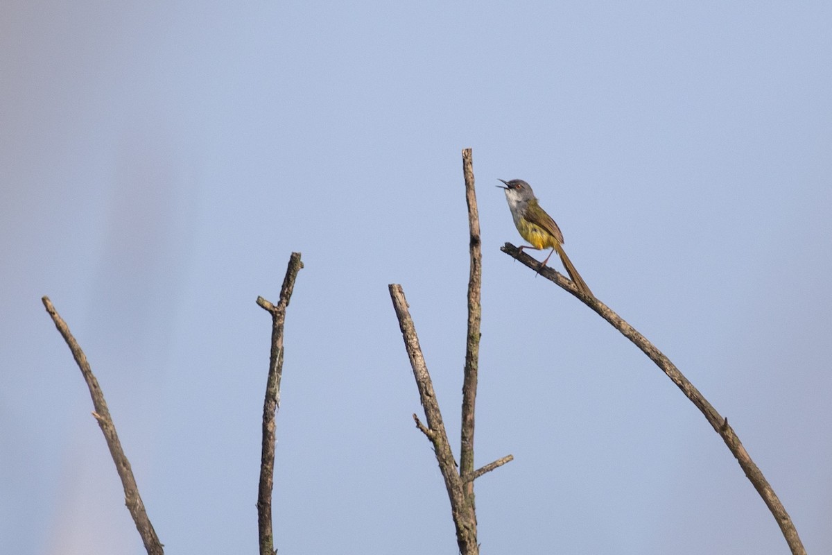 Yellow-bellied Prinia - ML620821675