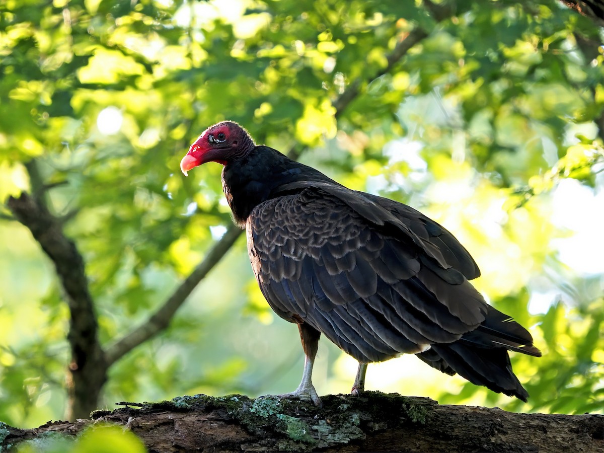 Turkey Vulture - ML620821678