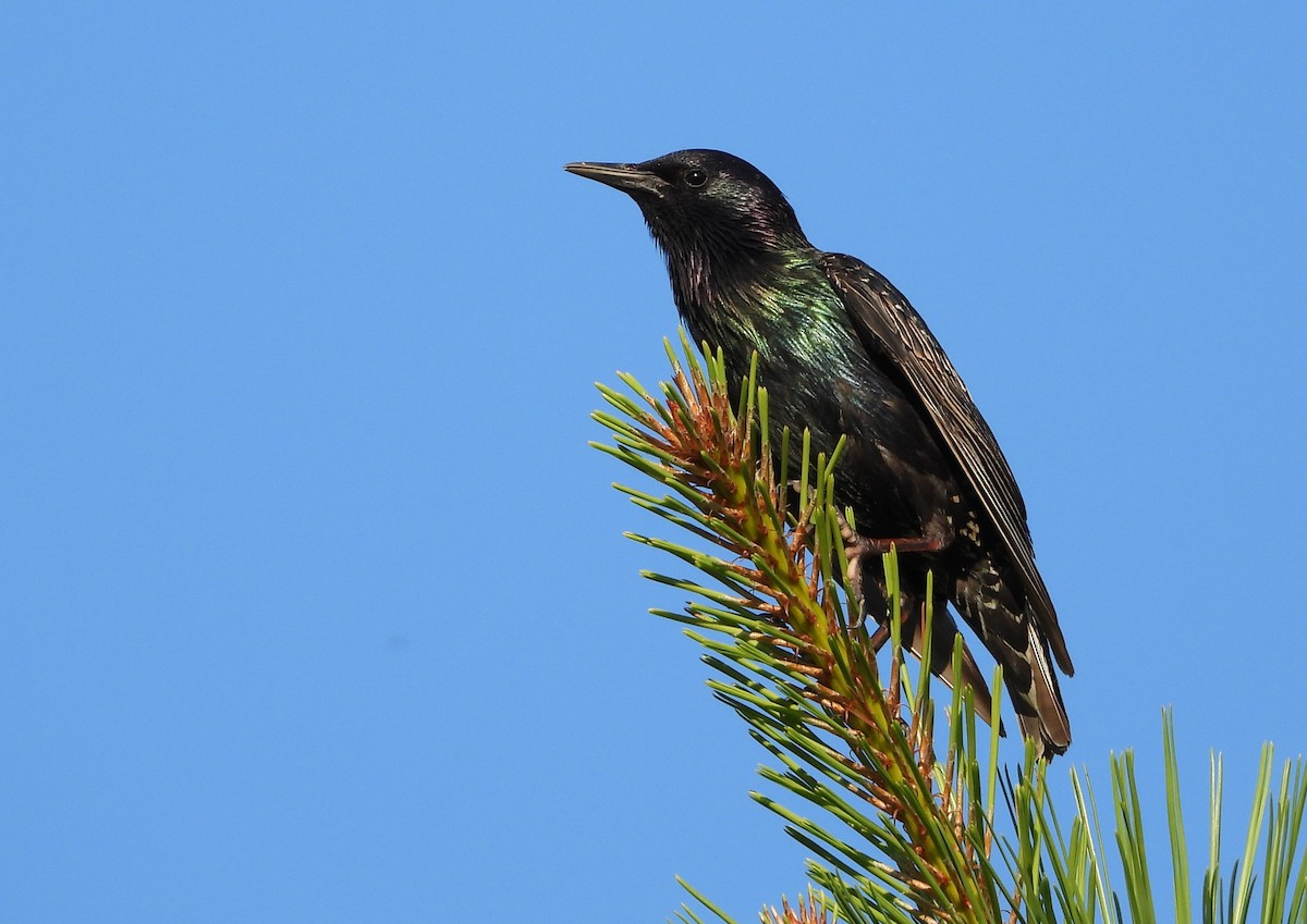 European Starling - ML620821680