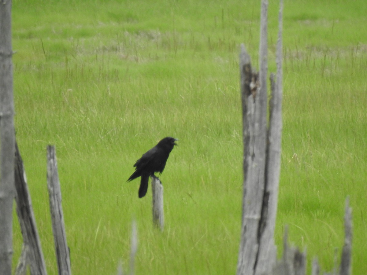 American Crow - ML620821681