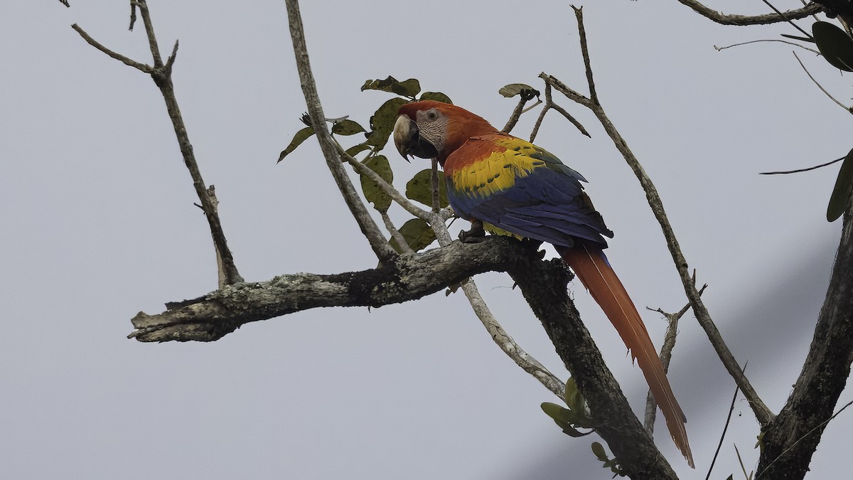 Scarlet Macaw - ML620821684