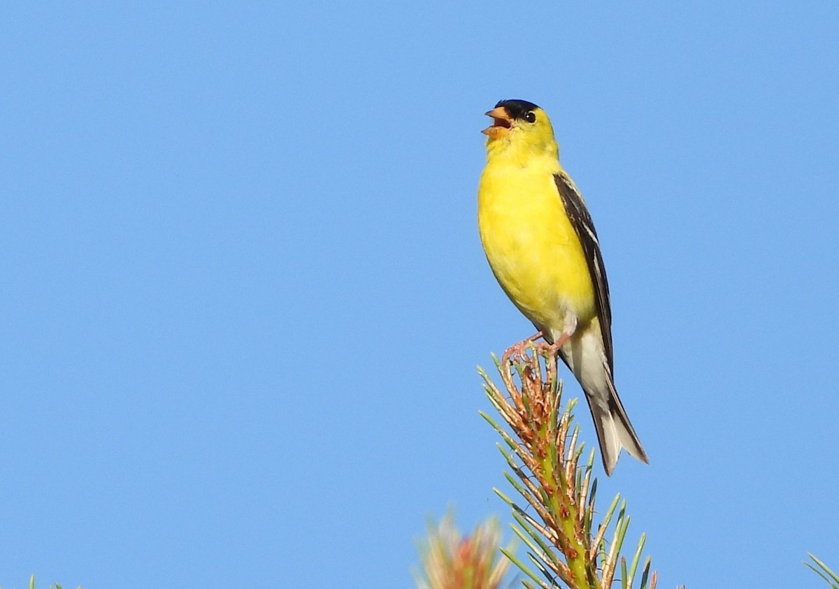 American Goldfinch - ML620821686