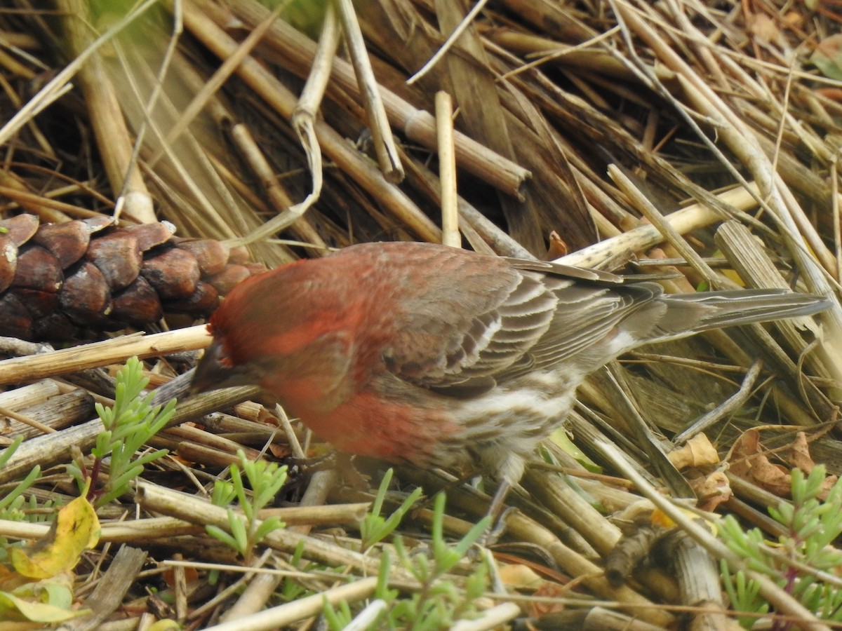 House Finch - ML620821688