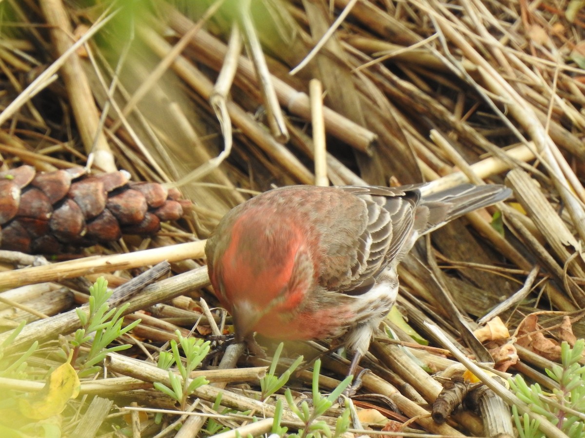 House Finch - ML620821691