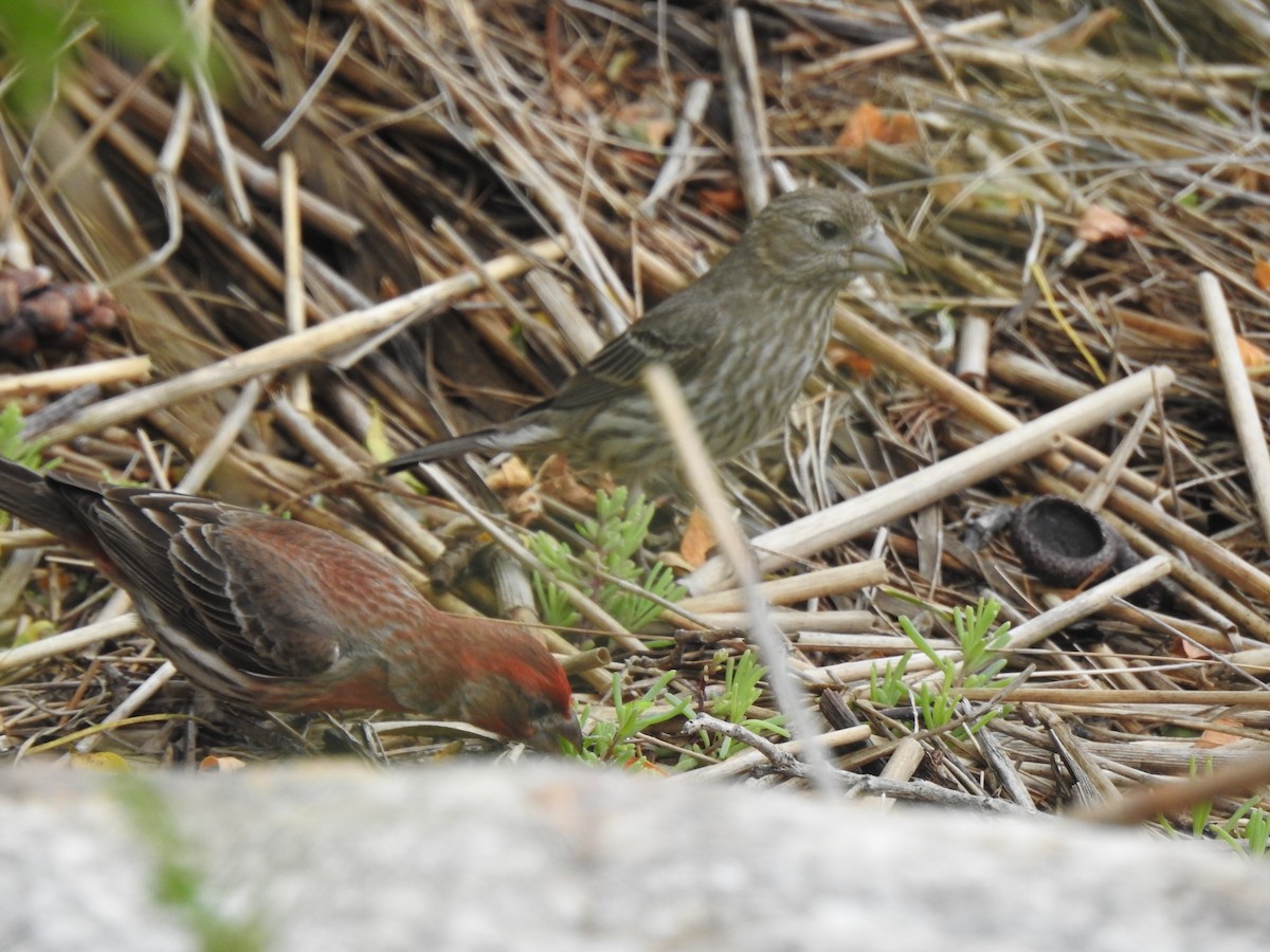 House Finch - ML620821694