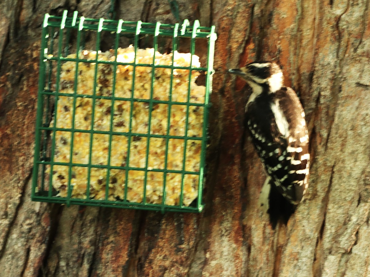 Downy Woodpecker - ML620821704
