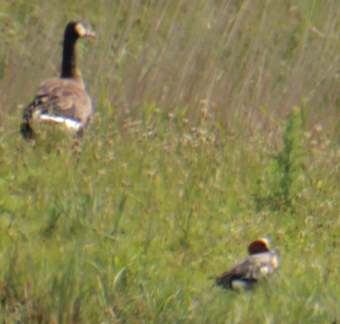 Graylag x Canada Goose (hybrid) - ML620821710